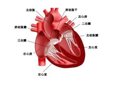 沈阳强直性脊柱炎医院表示强直性脊柱炎可能会引发心脏病变